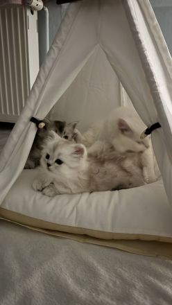Unsere wunderschönen BLH Kitten suchen Ihr Für-immer-Zuhause!
