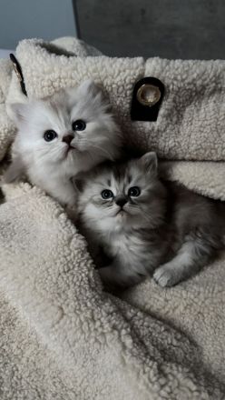 Unsere wunderschönen BLH Kitten suchen Ihr Für-immer-Zuhause!