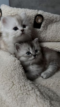 Unsere wunderschönen BLH Kitten suchen Ihr Für-immer-Zuhause!