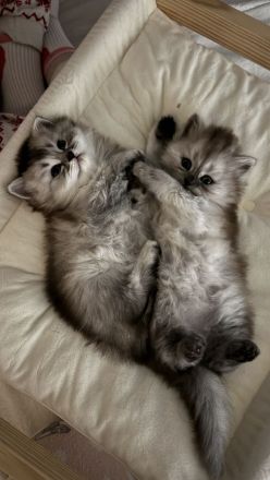 Unsere wunderschönen BLH Kitten suchen Ihr Für-immer-Zuhause!