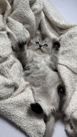 Unsere wunderschönen BLH Kitten suchen Ihr Für-immer-Zuhause!