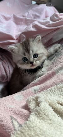 Unsere wunderschönen BLH Kitten suchen Ihr Für-immer-Zuhause!