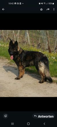 DDR Altdeutsche Schäferhundwelpen mit Papieren