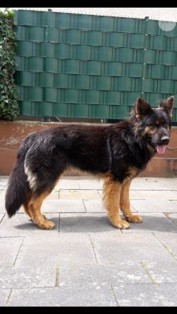 DDR Altdeutsche Schäferhundwelpen mit Papieren