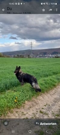 DDR Altdeutsche Schäferhundwelpen mit Papieren