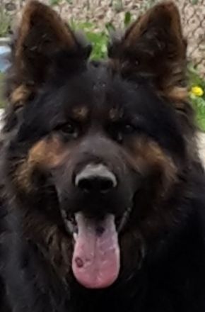 DDR Altdeutsche Schäferhundwelpen mit Papieren