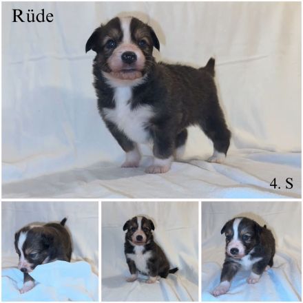 Reinrassige Border Collie Welpen