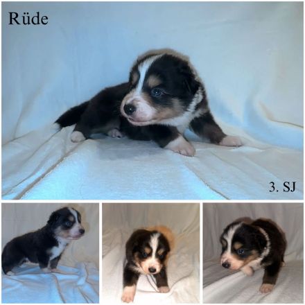 Reinrassige Border Collie Welpen