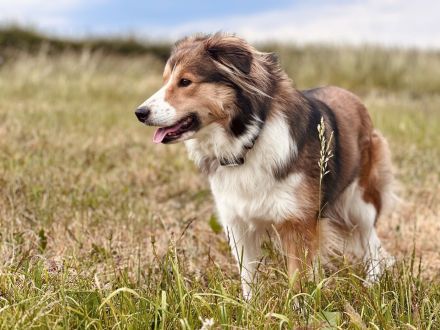 Reinrassige Border Collie Welpen