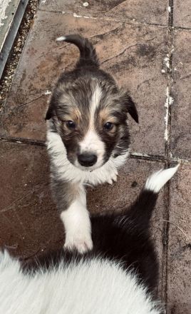 Reinrassige Border Collie Welpen