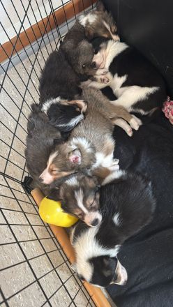 Reinrassige Border Collie Welpen