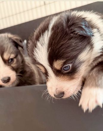 Reinrassige Border Collie Welpen