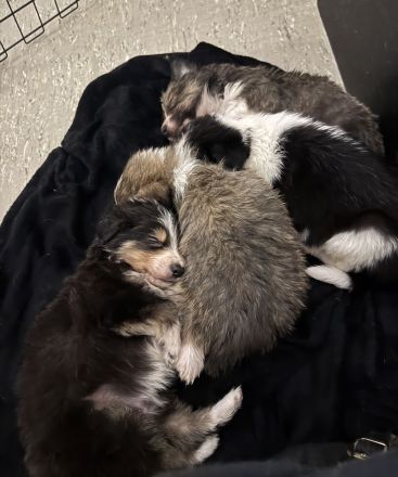 Reinrassige Border Collie Welpen