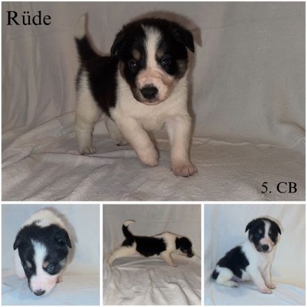 Reinrassige Border Collie Welpen