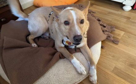 Traumhund Justus wartet auf seine Herzensmenschen!