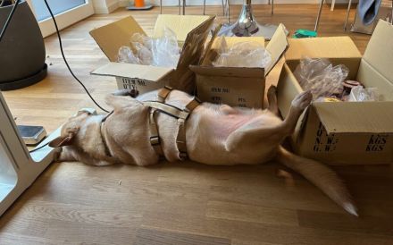 Traumhund Justus wartet auf seine Herzensmenschen!