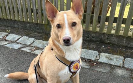 Traumhund Justus wartet auf seine Herzensmenschen!