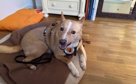 Traumhund Justus wartet auf seine Herzensmenschen!