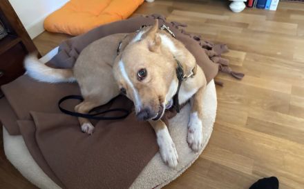 Traumhund Justus wartet auf seine Herzensmenschen!