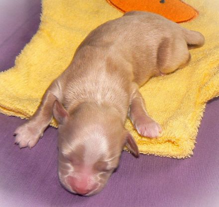 7 Zwerge, Havanesen vom Elzbachtal mit Ahnentafel