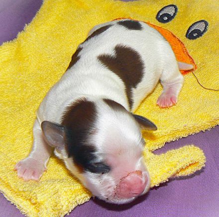 7 Zwerge, Havanesen vom Elzbachtal mit Ahnentafel