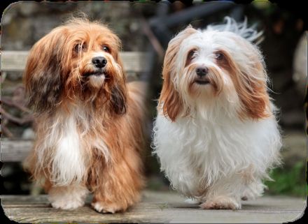 7 Zwerge, Havanesen vom Elzbachtal mit Ahnentafel