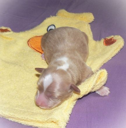 7 Zwerge, Havanesen vom Elzbachtal mit Ahnentafel