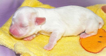 7 Zwerge, Havanesen vom Elzbachtal mit Ahnentafel