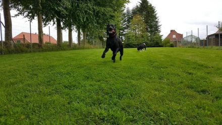 Ferienhaus Friesenaue in Ostfriesland, wo Hunde gerne Urlaub machen, Listenhunde sind willkommen