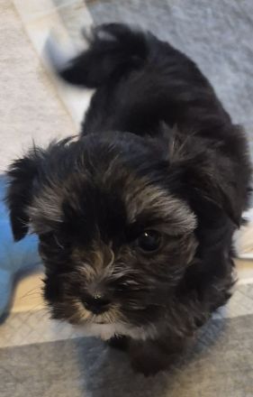 Yorkshire Terrier Welpen mini