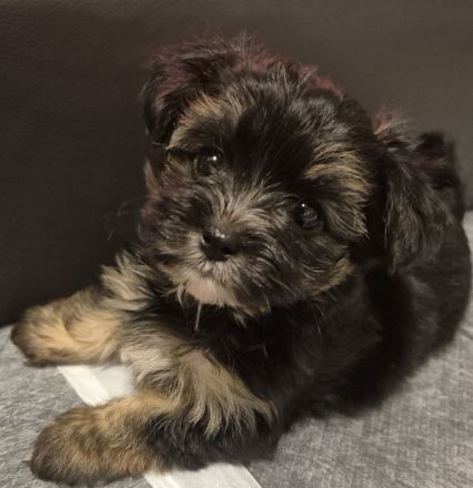 Yorkshire Terrier Welpen mini