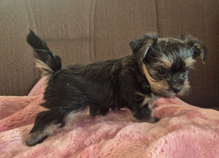 Yorkshire Terrier Welpen mini
