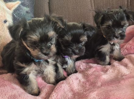 Yorkshire Terrier Welpen mini