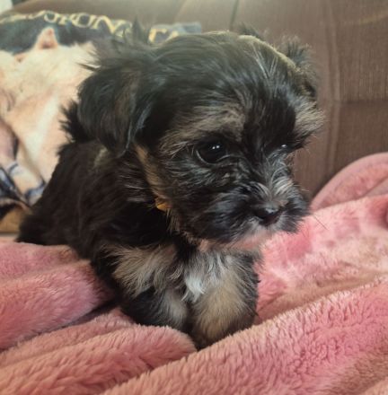 Yorkshire Terrier Welpen mini