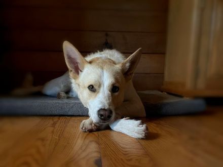 Pechvogel TOTO sucht sein hundeerfahrenes Zuhause