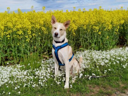 Pechvogel TOTO sucht sein hundeerfahrenes Zuhause