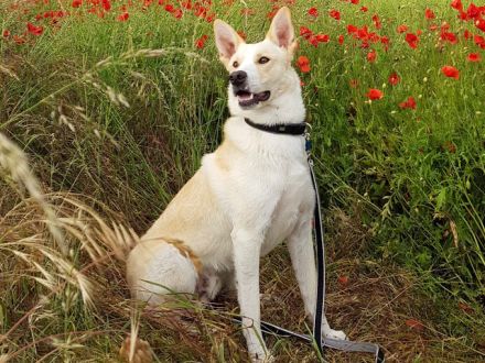 Pechvogel TOTO sucht sein hundeerfahrenes Zuhause