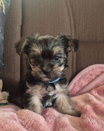 Yorkshire Terrier Welpen mini