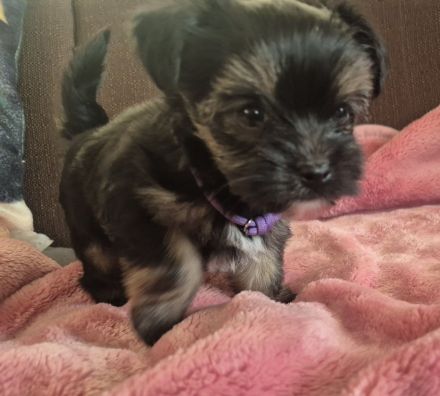 Yorkshire Terrier Welpen mini