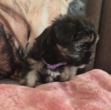 Yorkshire Terrier Welpen mini