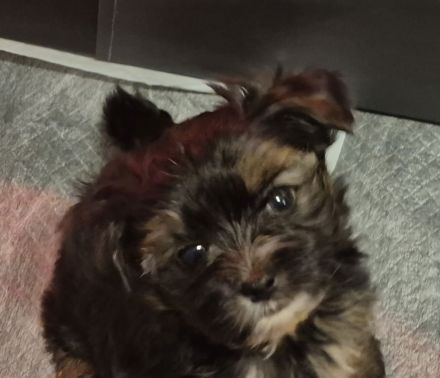 Yorkshire Terrier Welpen mini