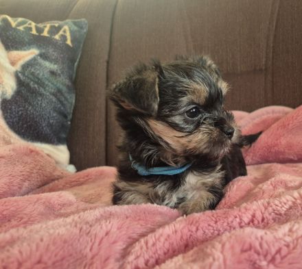 Yorkshire Terrier Welpen mini