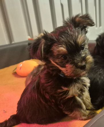 Yorkshire Terrier Welpen mini