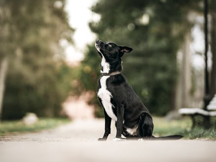 TIMO sucht sein passendes konsequentes Zuhause im ländlichen Bereich