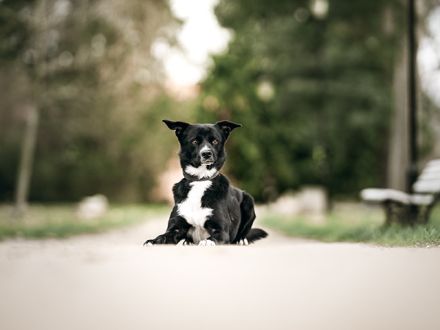 TIMO sucht sein passendes konsequentes Zuhause im ländlichen Bereich