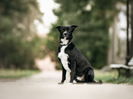 TIMO sucht sein passendes konsequentes Zuhause im ländlichen Bereich
