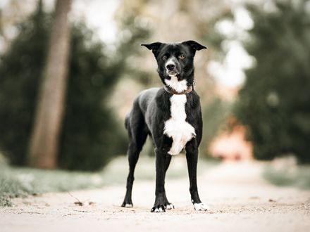 TIMO sucht sein passendes konsequentes Zuhause im ländlichen Bereich