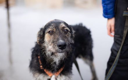 Wo Mika ist, ist das Herz zuhause.