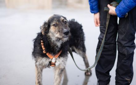 Wo Mika ist, ist das Herz zuhause.