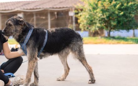 Wo Mika ist, ist das Herz zuhause.